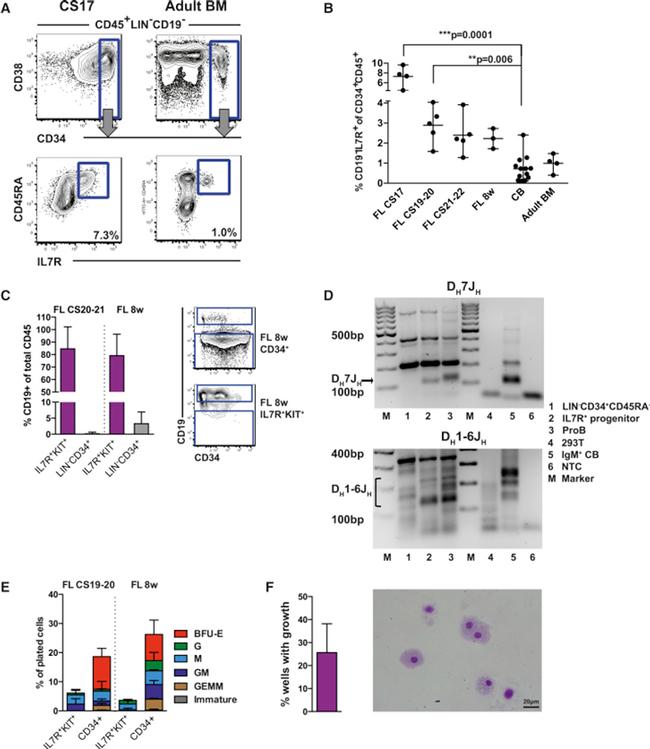 CD34 Antibody in Flow Cytometry (Flow)