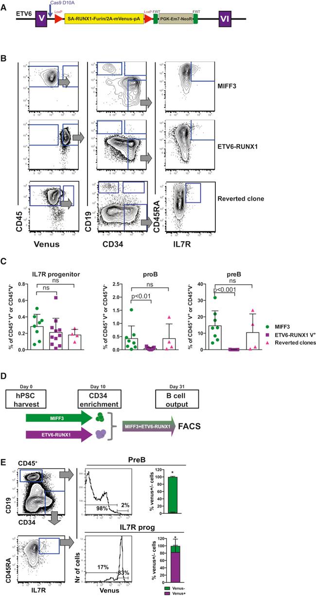 CD34 Antibody in Flow Cytometry (Flow)