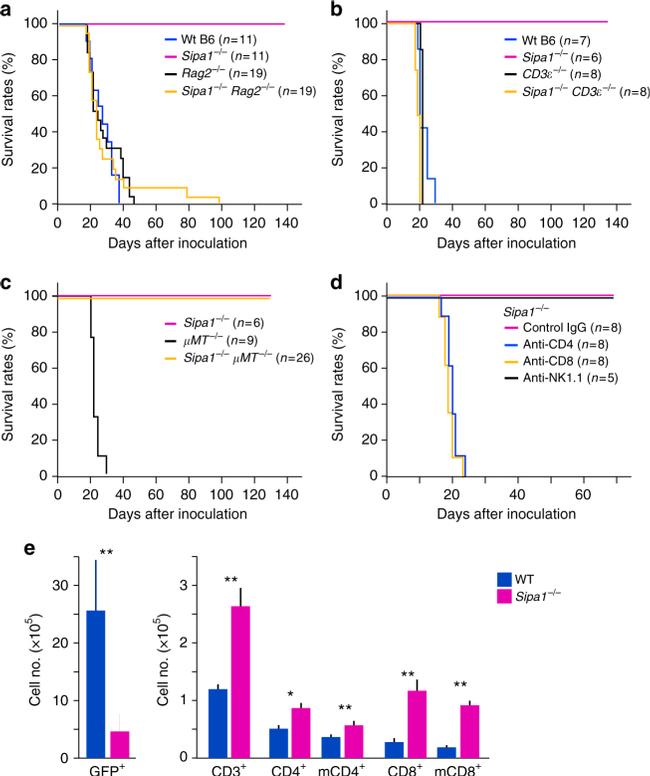 CD8a Antibody in Flow Cytometry (Flow)