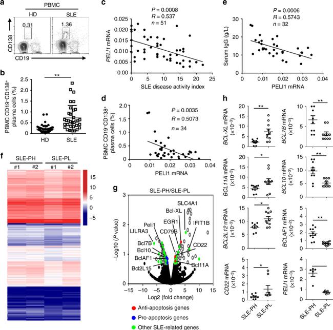 CD19 Antibody in Flow Cytometry (Flow)