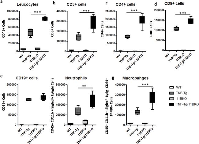 CD19 Antibody in Flow Cytometry (Flow)