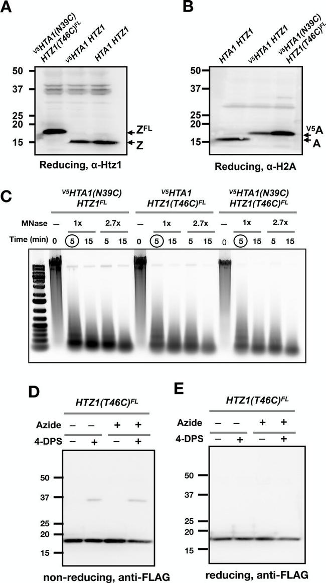 V5 Tag Antibody in Western Blot (WB)