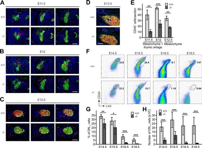 CD19 Antibody in Flow Cytometry (Flow)