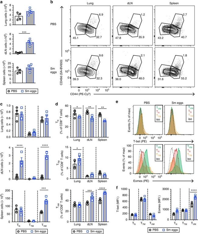 EOMES Antibody in Flow Cytometry (Flow)