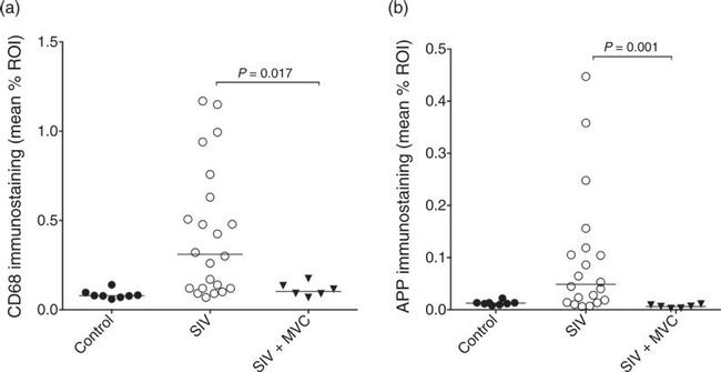 Amyloid Precursor Protein Antibody in Immunohistochemistry (IHC)