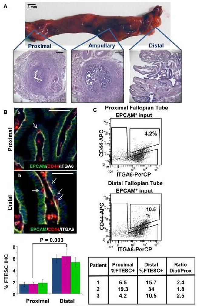 CD49f (Integrin alpha 6) Antibody in Immunohistochemistry, Flow Cytometry (IHC, Flow)