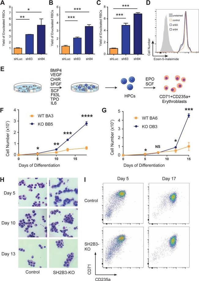 CD71 (Transferrin Receptor) Antibody in Flow Cytometry (Flow)