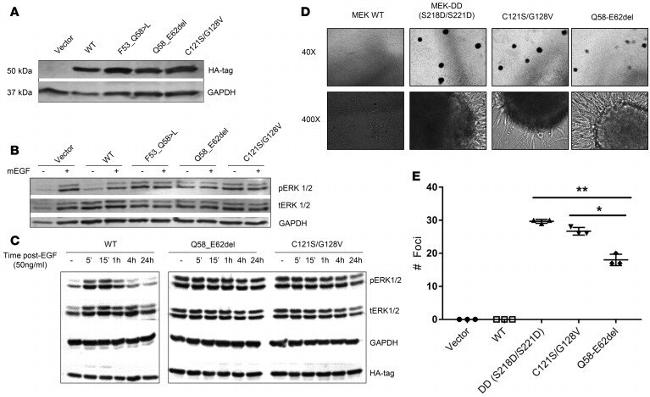 HA Tag Antibody in Western Blot (WB)