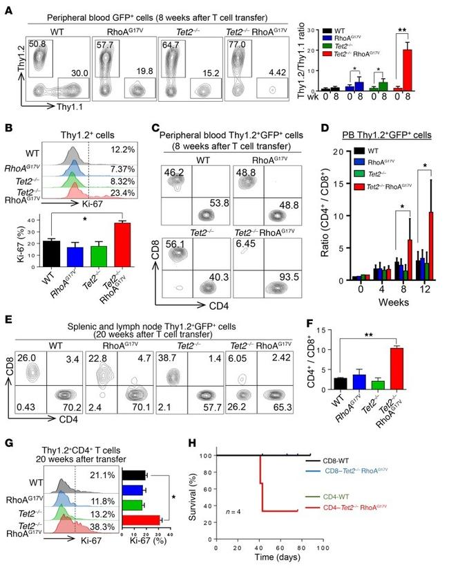 CD90.2 (Thy-1.2) Antibody in Flow Cytometry (Flow)