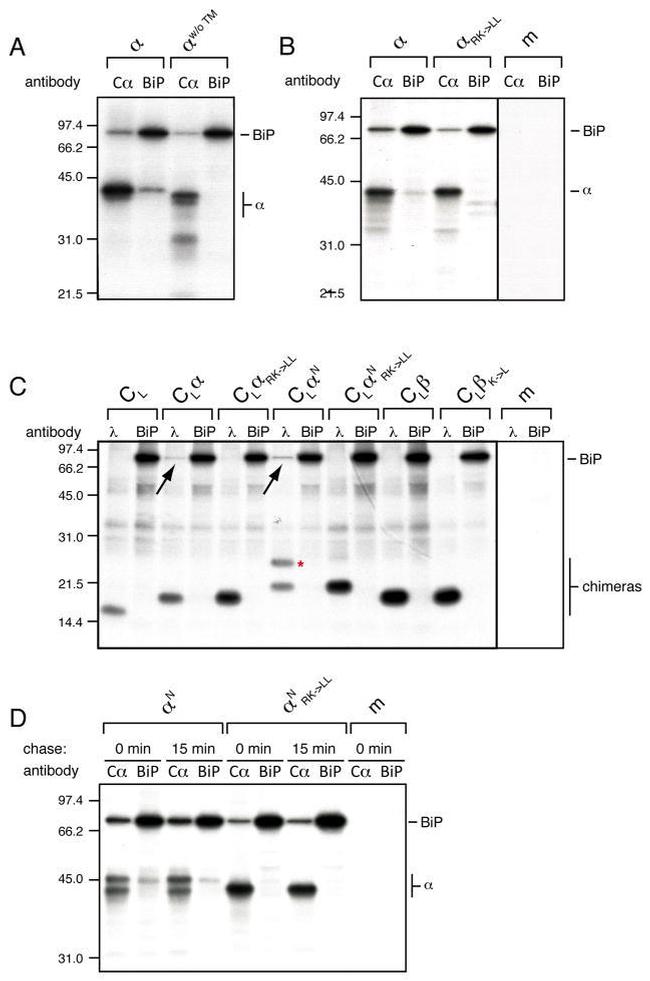 TRAC Antibody in Western Blot (WB)