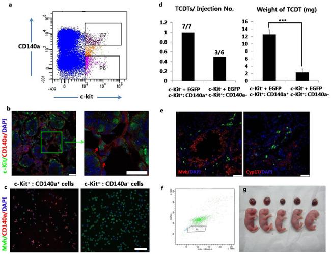 CD140a (PDGFRA) Antibody in Flow Cytometry (Flow)