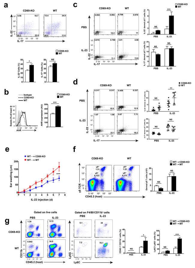 IL-22 Antibody in Flow Cytometry (Flow)