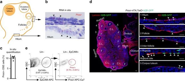 CD326 (EpCAM) Antibody in Flow Cytometry (Flow)