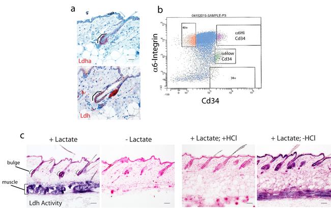 CD34 Antibody in Flow Cytometry (Flow)