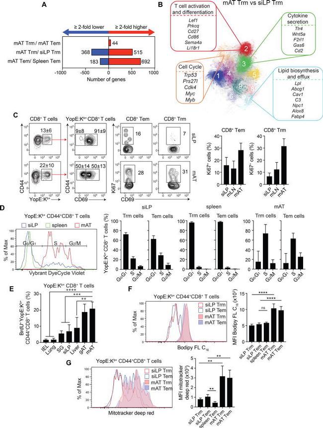 Ki-67 Antibody in Flow Cytometry (Flow)