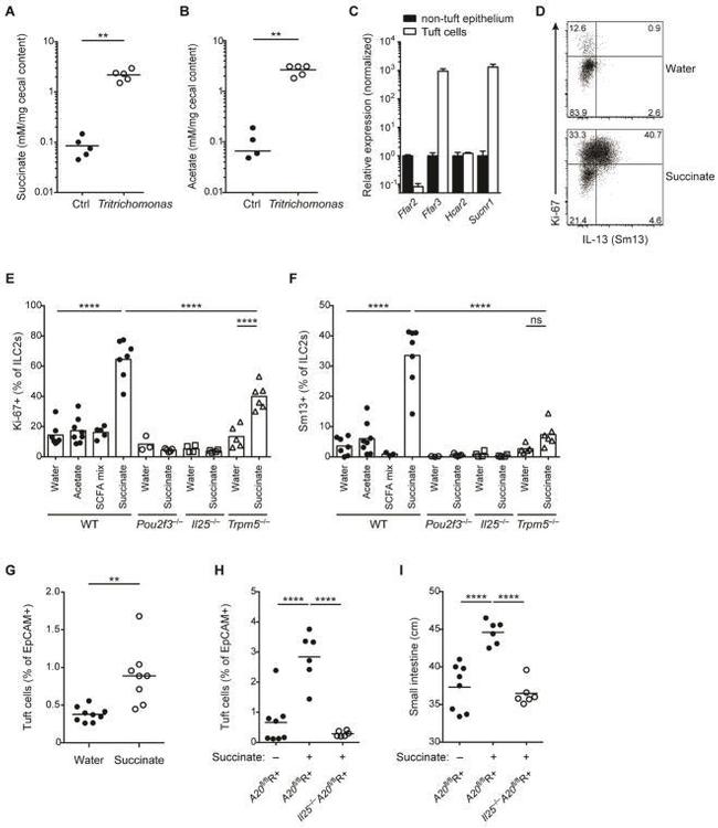 Ki-67 Antibody in Flow Cytometry (Flow)