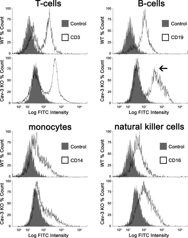 CD19 Antibody in Flow Cytometry (Flow)