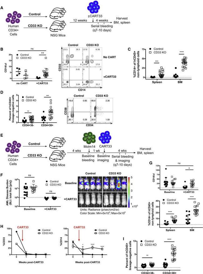 CD33 Antibody in Flow Cytometry (Flow)