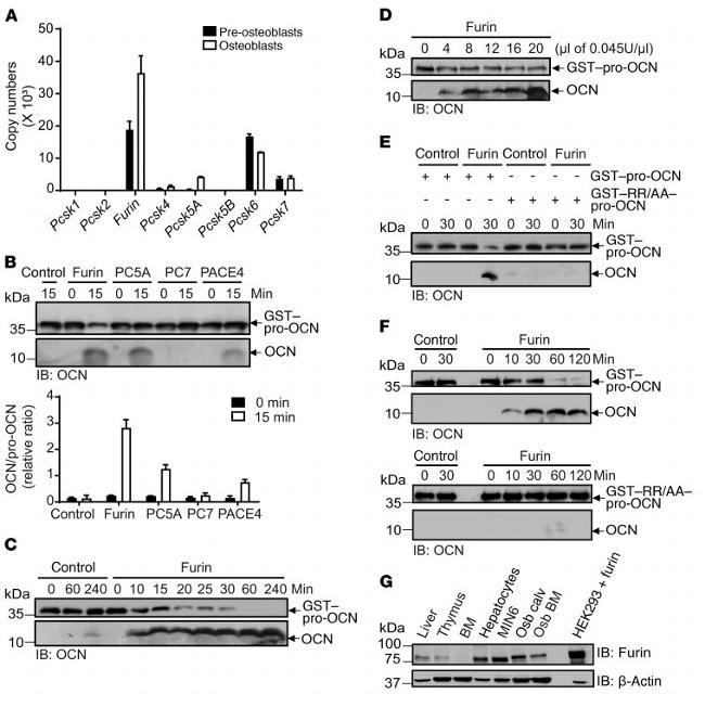 Furin Antibody in Western Blot (WB)