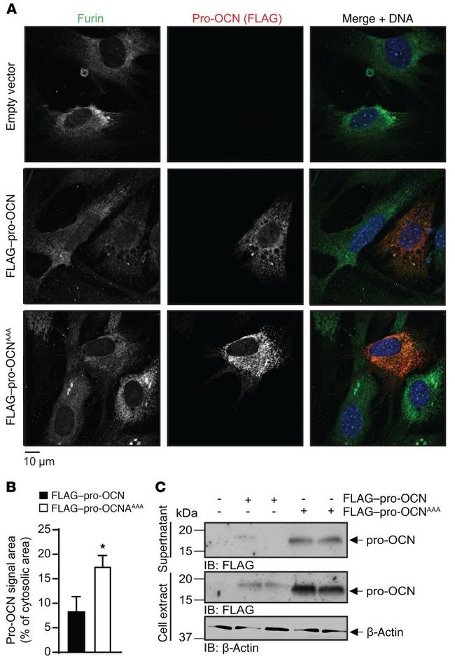 Furin Antibody in Immunocytochemistry (ICC/IF)