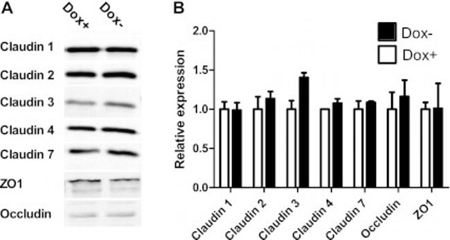 Claudin 7 Antibody in Western Blot (WB)