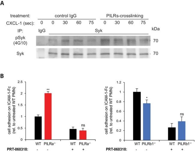 Syk Antibody in Immunoprecipitation (IP)