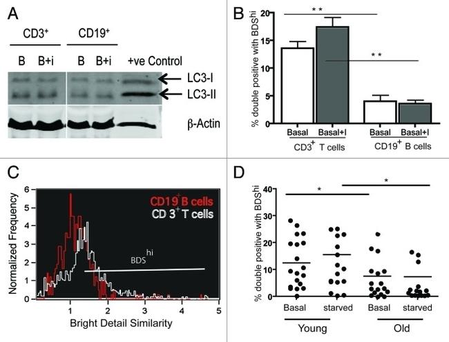 CD19 Antibody in Flow Cytometry (Flow)