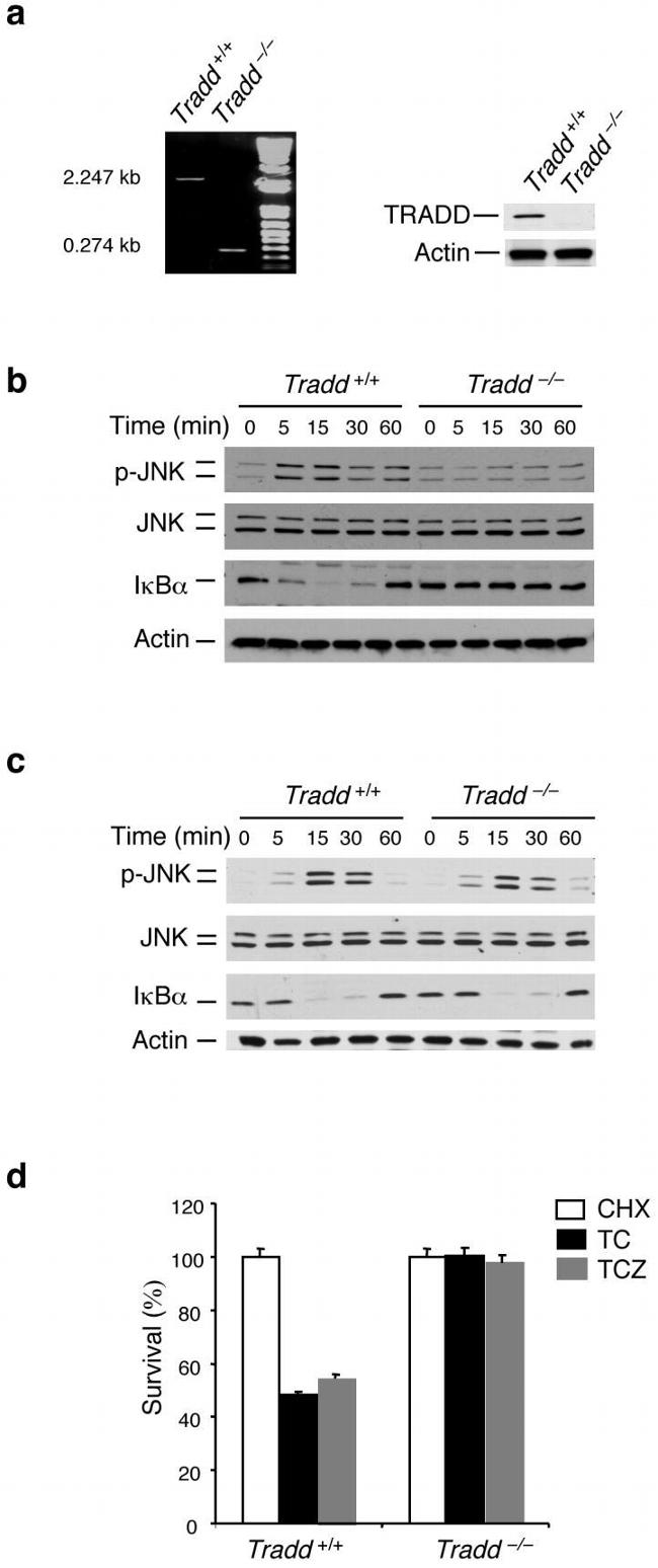 Phospho-JNK1/JNK2 (Thr183, Tyr185) Antibody in Western Blot (WB)