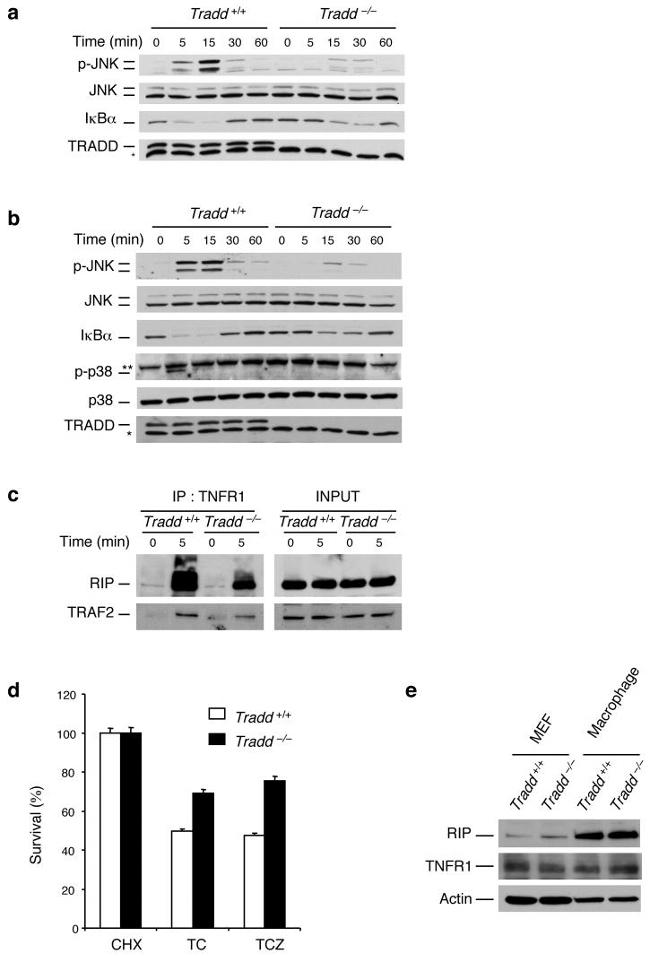 Phospho-JNK1/JNK2 (Thr183, Tyr185) Antibody in Western Blot (WB)