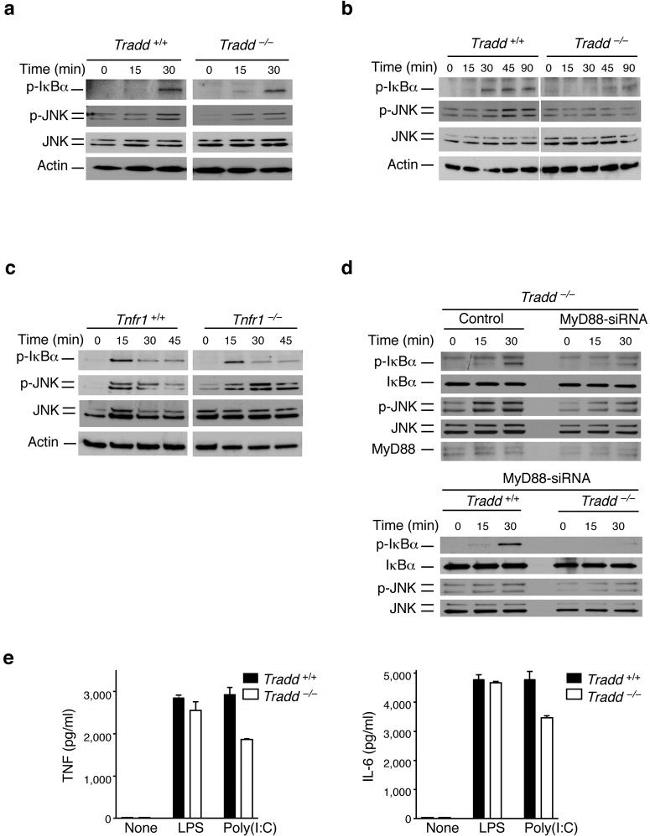 Phospho-JNK1/JNK2 (Thr183, Tyr185) Antibody in Western Blot (WB)