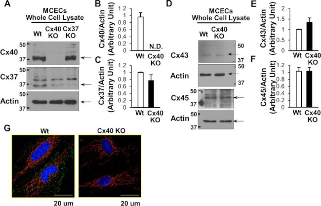 Connexin 40 Antibody in Immunocytochemistry (ICC/IF)