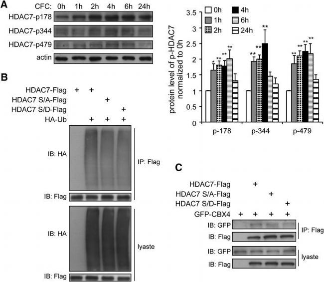 Phospho-HDAC7 (Ser318) Antibody in Western Blot (WB)