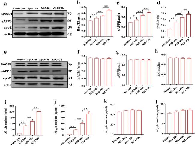 APOE Antibody in Western Blot (WB)