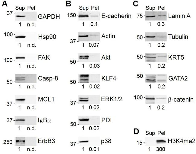 PDI Antibody in Western Blot (WB)