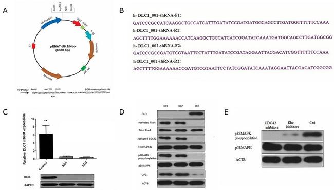 Phospho-p38 MAPK (Thr180, Tyr182) Antibody in Western Blot (WB)