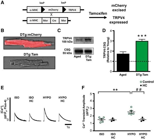 Calsequestrin Antibody in Western Blot (WB)