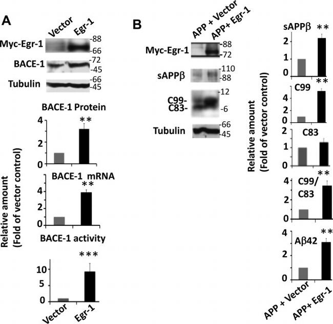 beta Amyloid Antibody in Western Blot (WB)