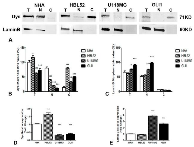 Lamin B1 Antibody in Western Blot (WB)