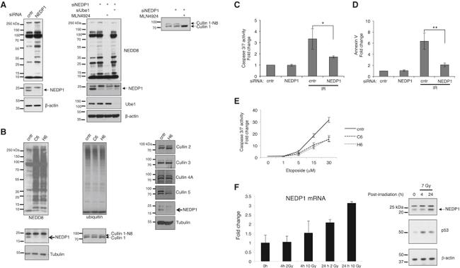 Cullin 1 Antibody in Western Blot (WB)