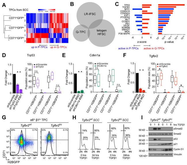 CD71 (Transferrin Receptor) Antibody in Flow Cytometry (Flow)