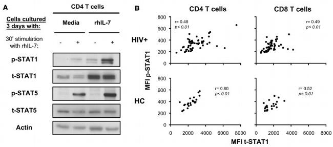 CD8a Antibody in Flow Cytometry (Flow)