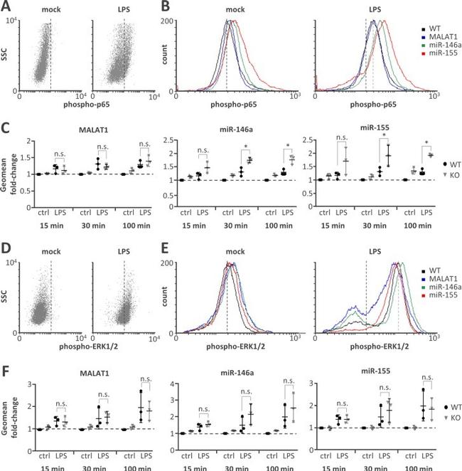 Phospho-ERK1/2 (Thr202, Tyr204) Antibody in Flow Cytometry (Flow)