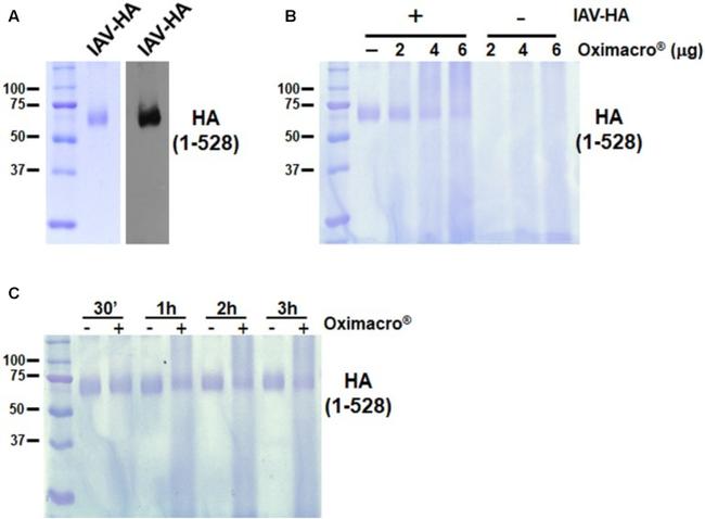 Influenza A H1N1 HA Antibody in Western Blot (WB)