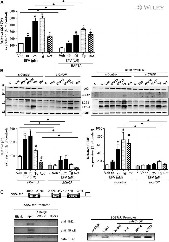 NFkB p65 Antibody in Western Blot (WB)