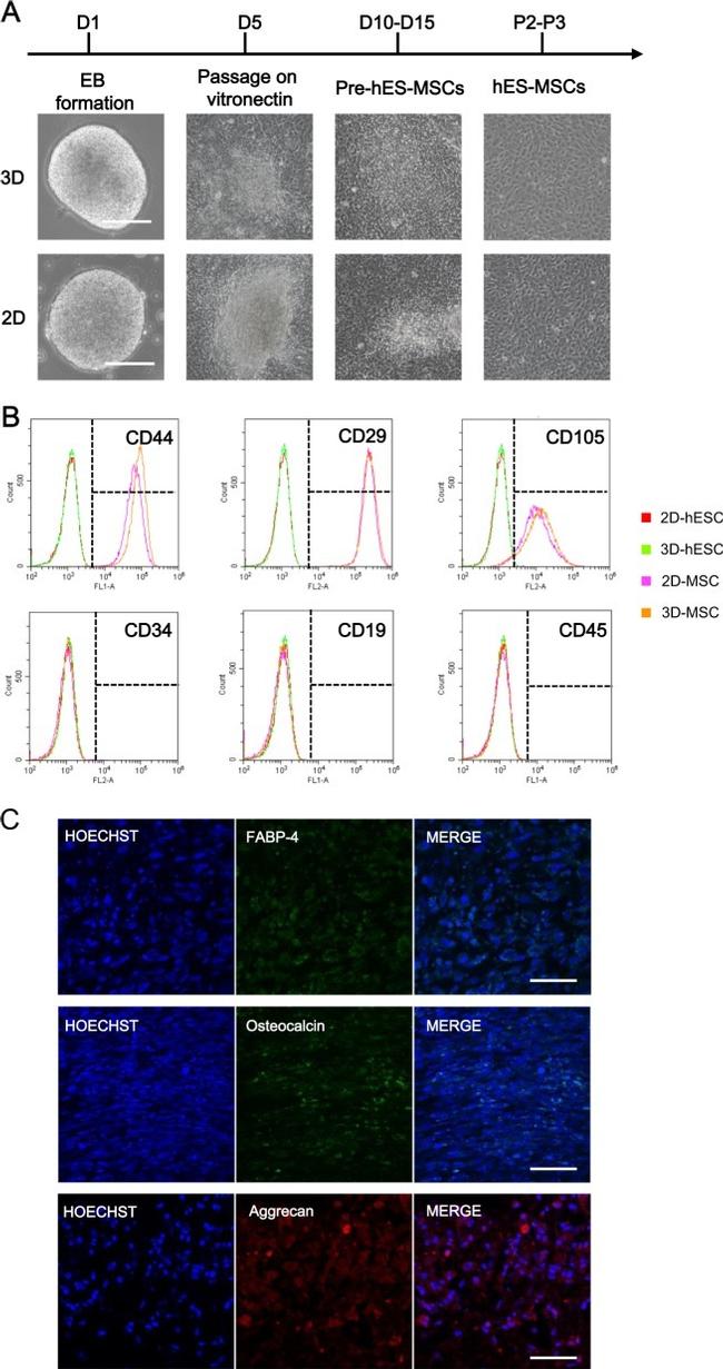 Aggrecan Antibody in Immunocytochemistry (ICC/IF)