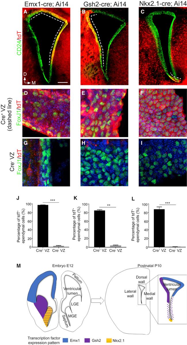 FOXJ1 Antibody in Immunohistochemistry (IHC)