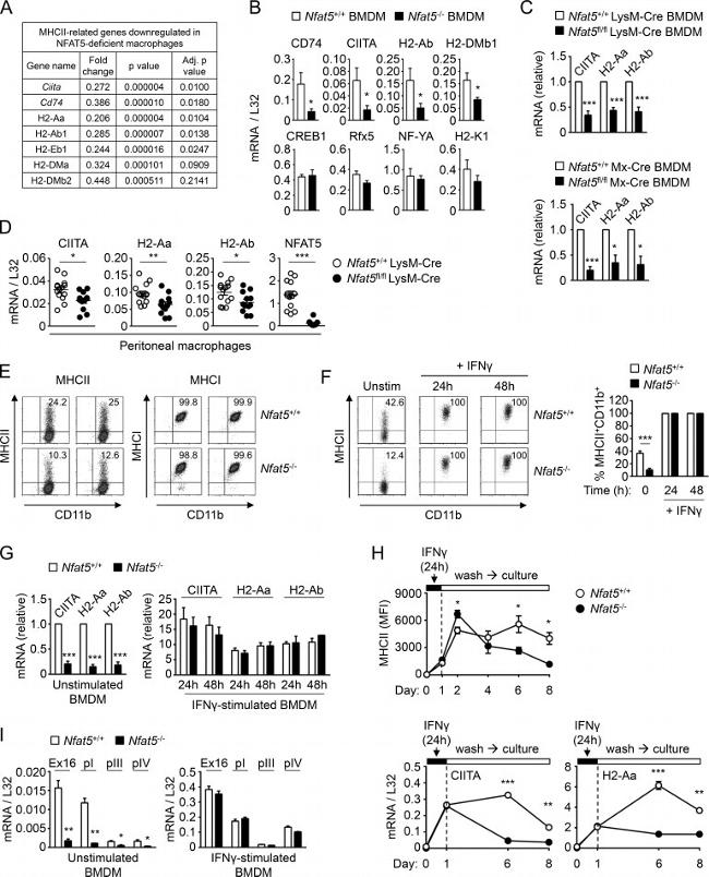 MHC Class II (I-A/I-E) Antibody in Flow Cytometry (Flow)