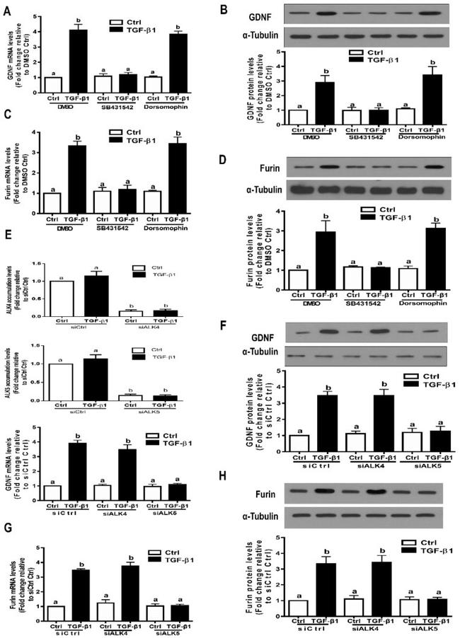 Furin Antibody