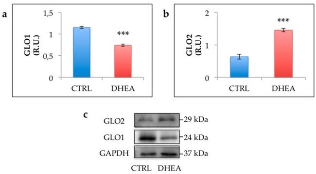 GLO1 Antibody in Western Blot (WB)