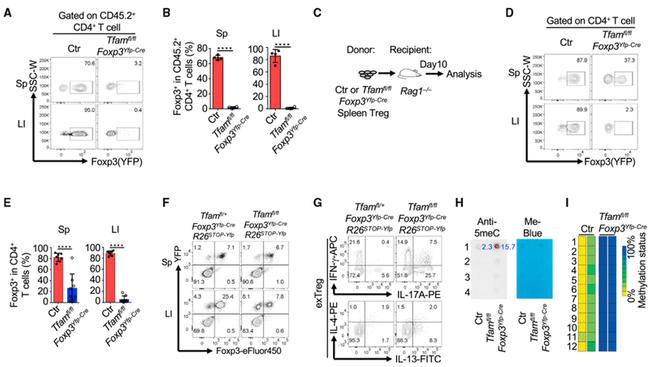 IFN gamma Antibody in Flow Cytometry (Flow)